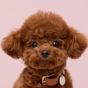 わんこの名刺のアイコン